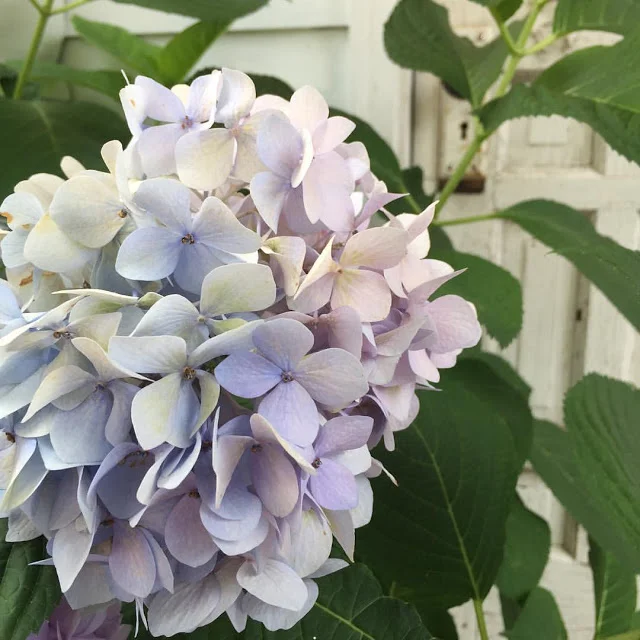 Summer days in the Storybook Studio….