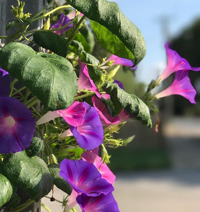 Morning glories on my morning walk. it's a delicious 73 degrees! Wow, it feels so good! #franklintn #closethecircles #applewatch #morningglory #morningwalk