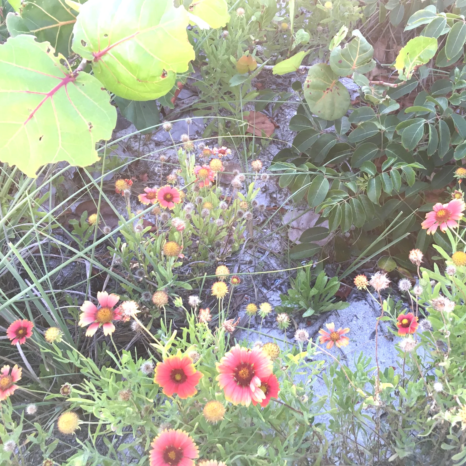 Community Meditations