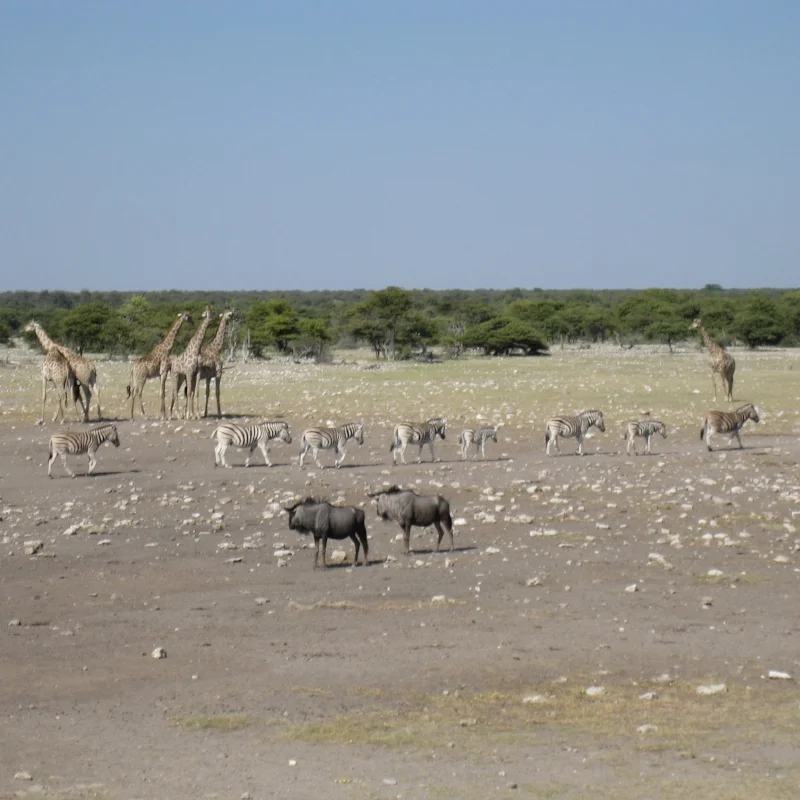 Etosha National Park, Namibia