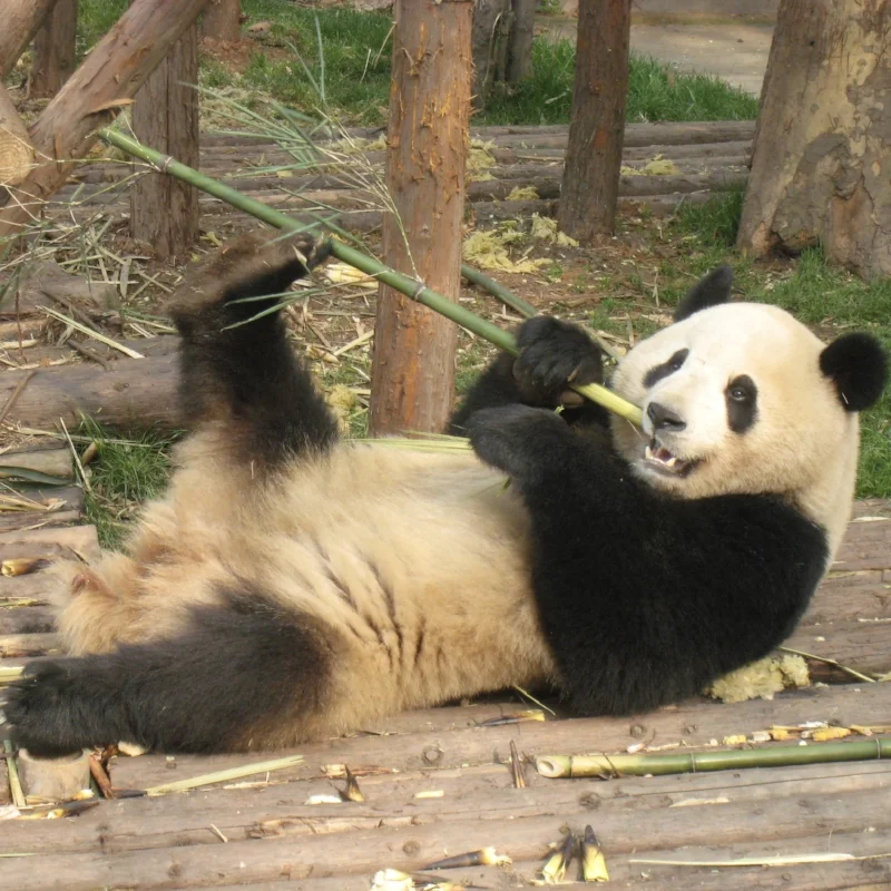 Chengdu, China