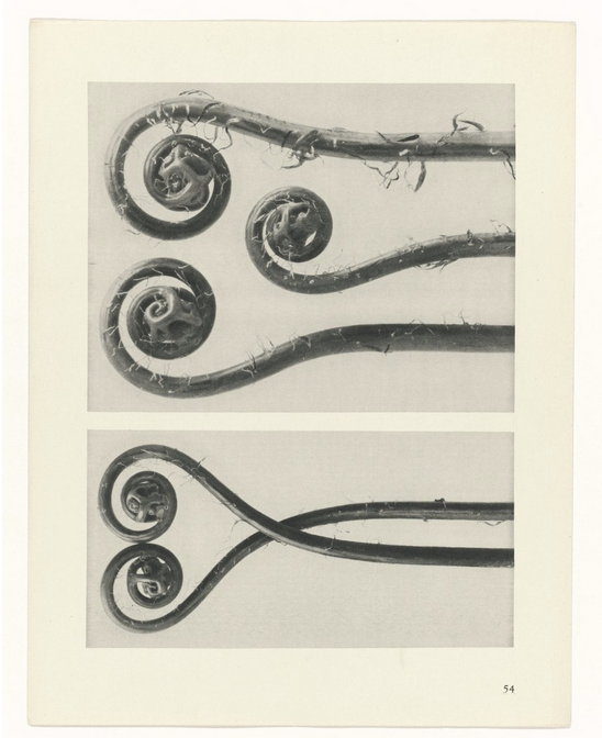 Plantsudie Urformen de Kunst by Karl Blossfeldt