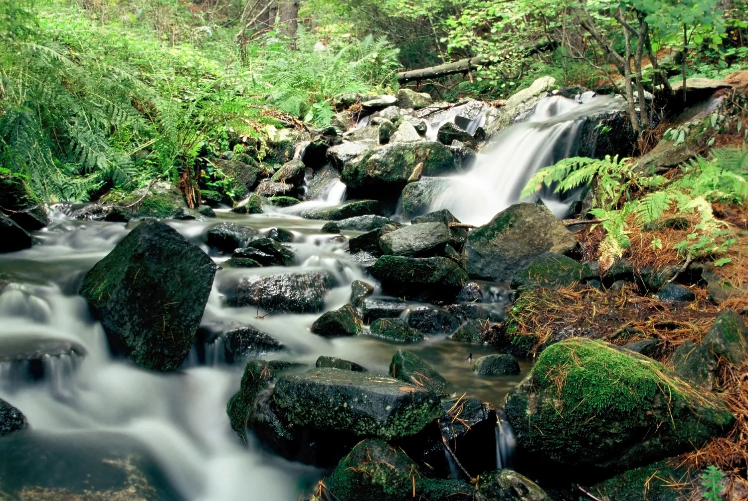 forest-stream_fk5tevv_.jpg