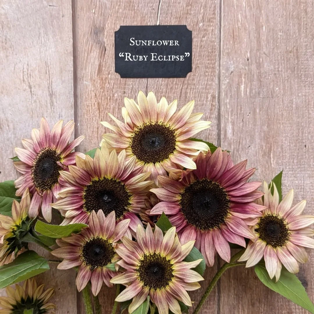 Sunflower “Ruby Eclipse” — Three Acre Farm