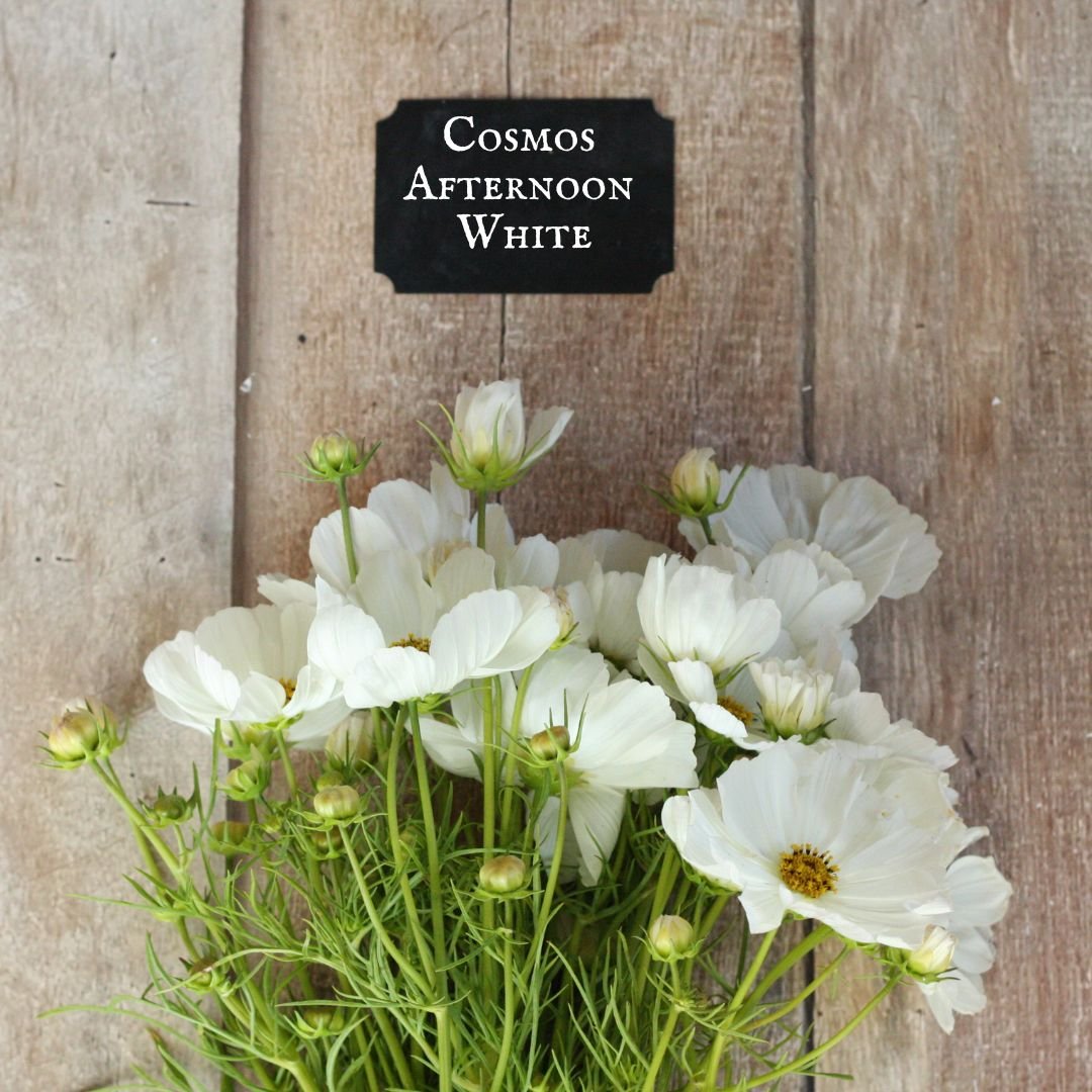Cosmos Afternoon White.jpg