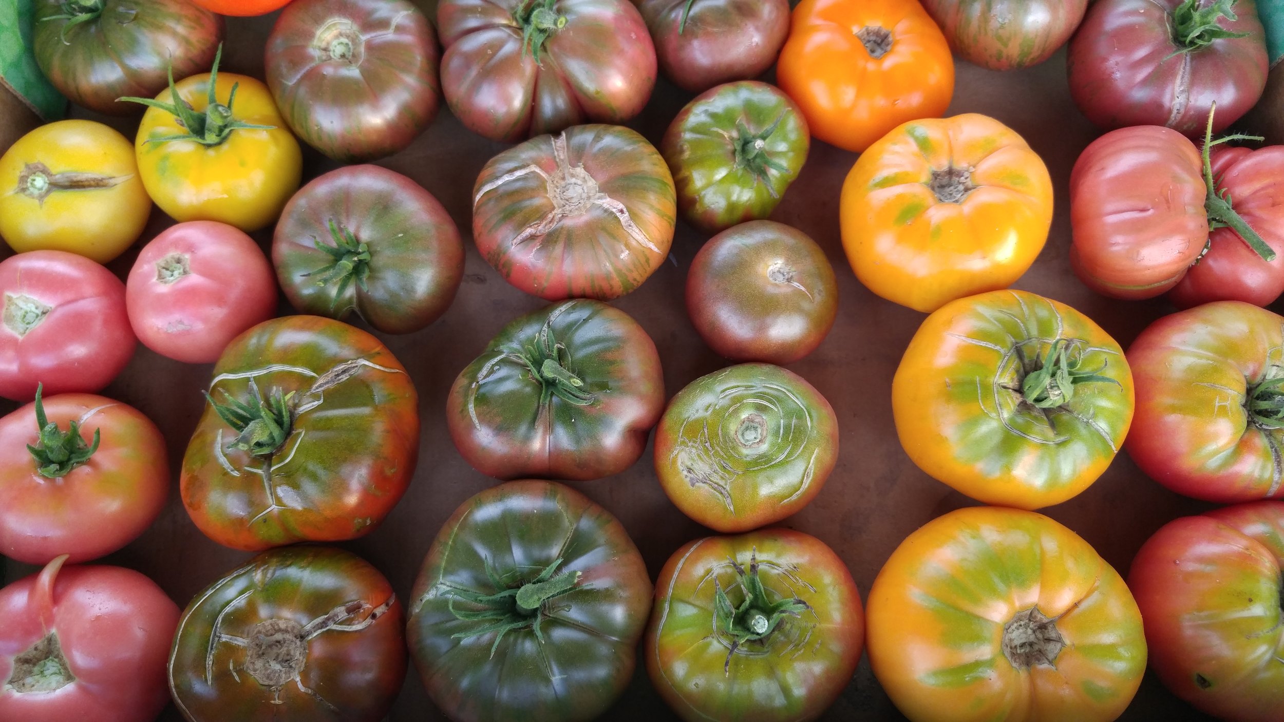 How to Plant and Support Your Tomatoes — Three Acre Farm