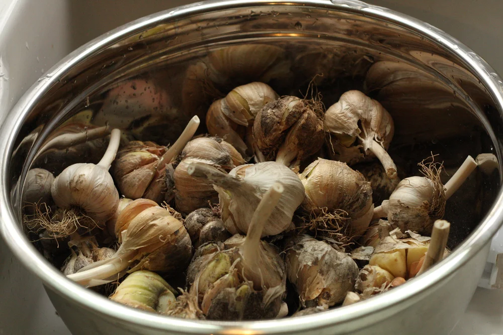 How to Preserve Garlic A Fast, Easy Method! — Three Acre Farm