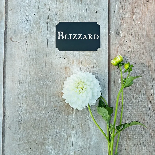 Blizzard.jpg