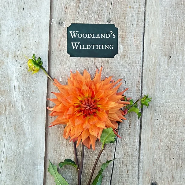 Woodland's Wildthing.jpg