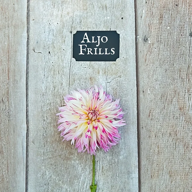 Aljo Frills.jpg
