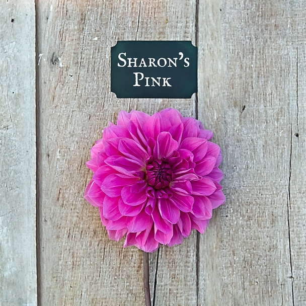 Sharon's Pink.jpg