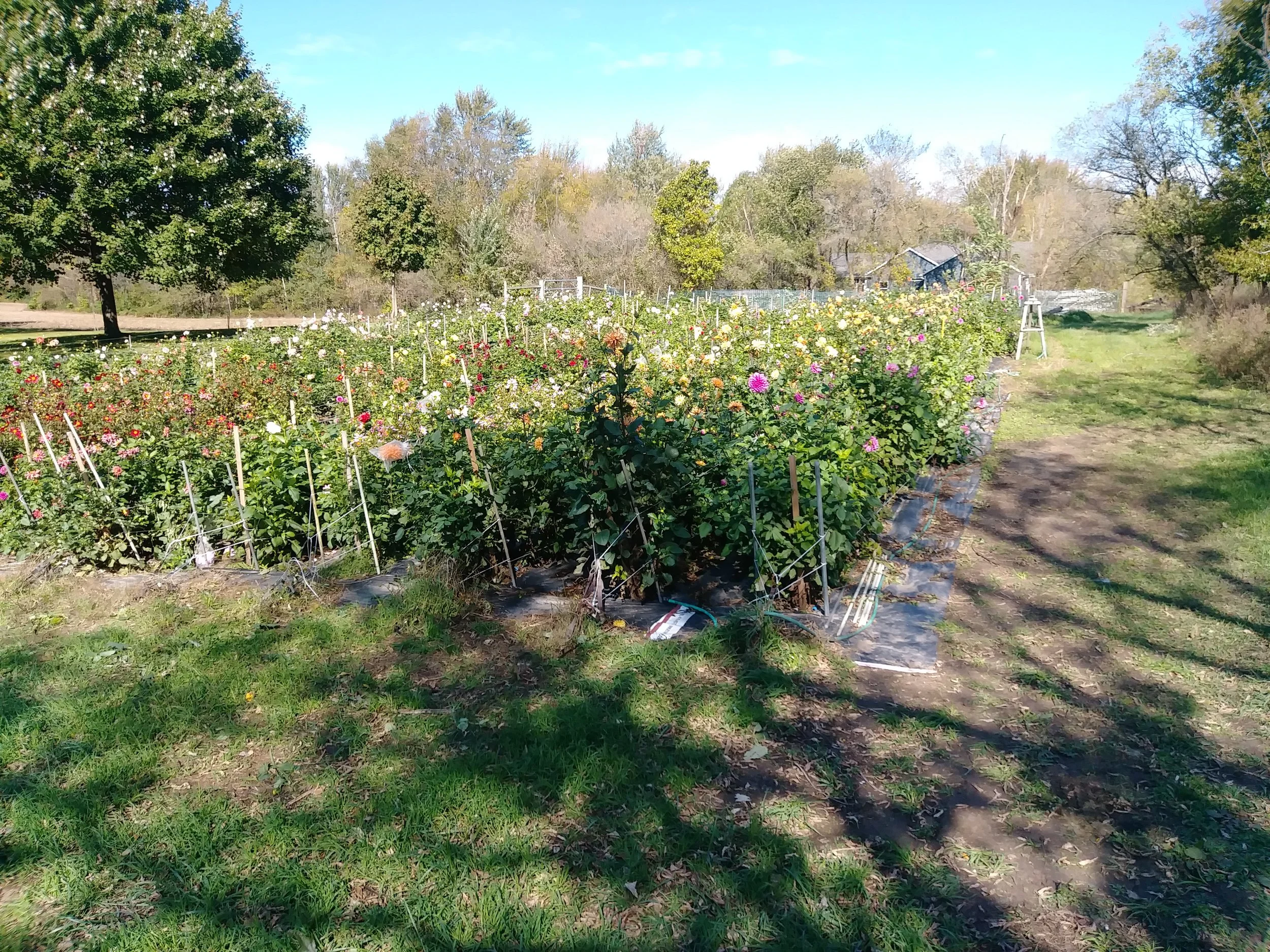 BEFORE: Dahlia field the day before the 1st frost.