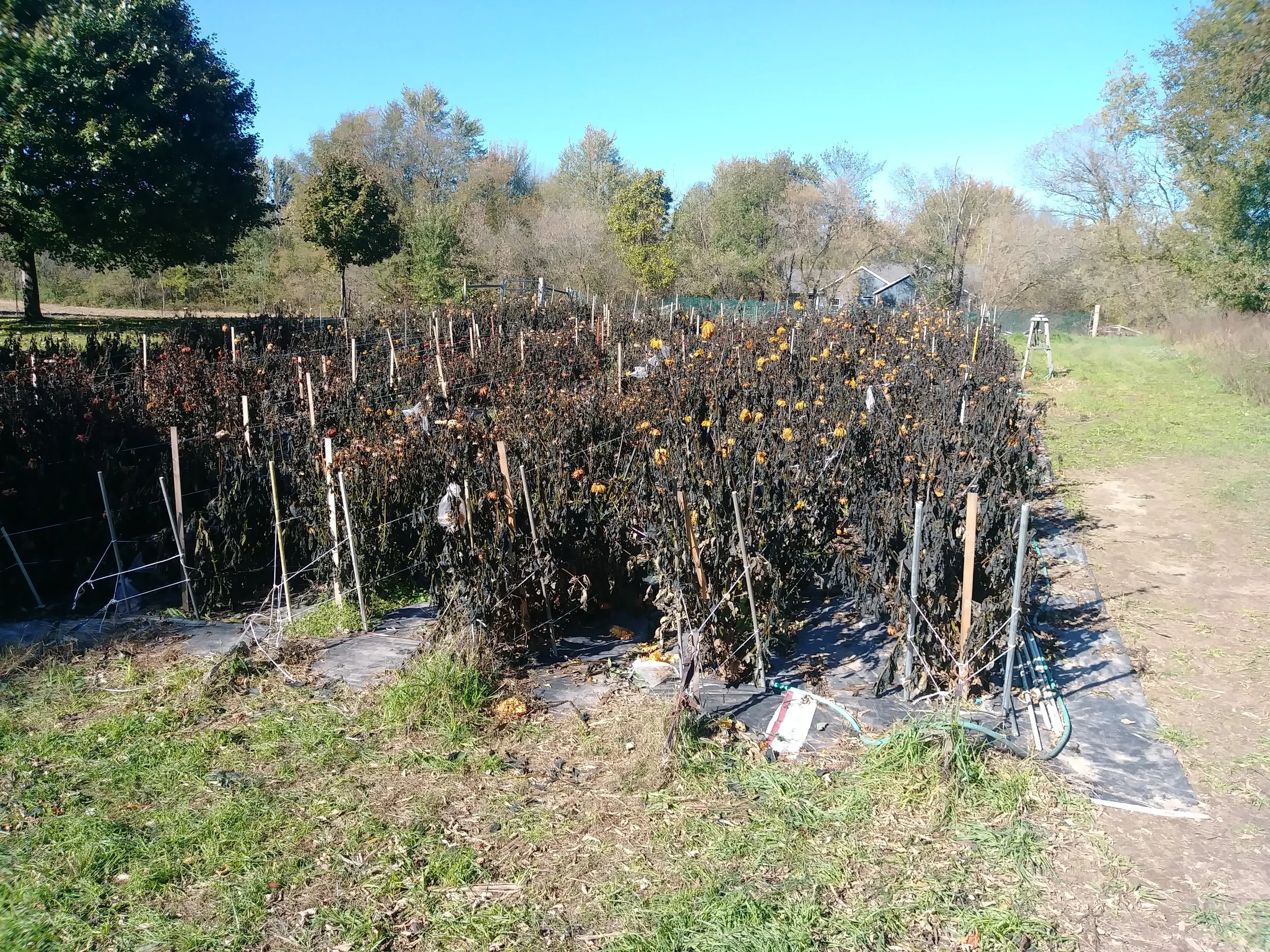 AFTER: Dahlia field the day after the 1st frost. These photos were taken within 24 hours of each other!