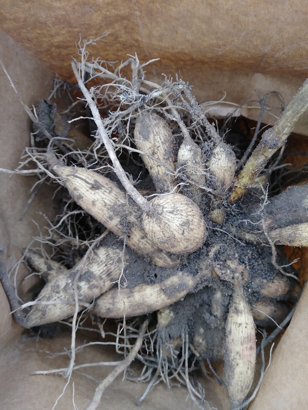 Tubers in a paper bag ready for winter storage.