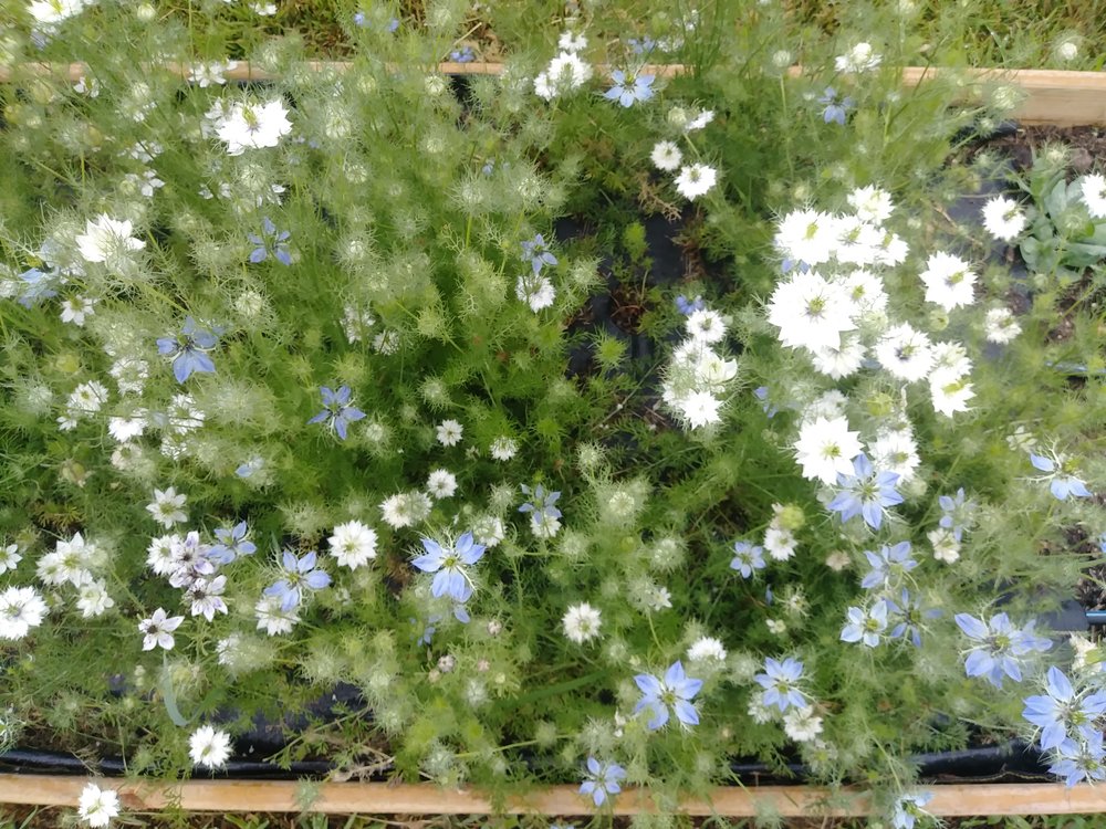 Love-in-a-Mist (Nigella)