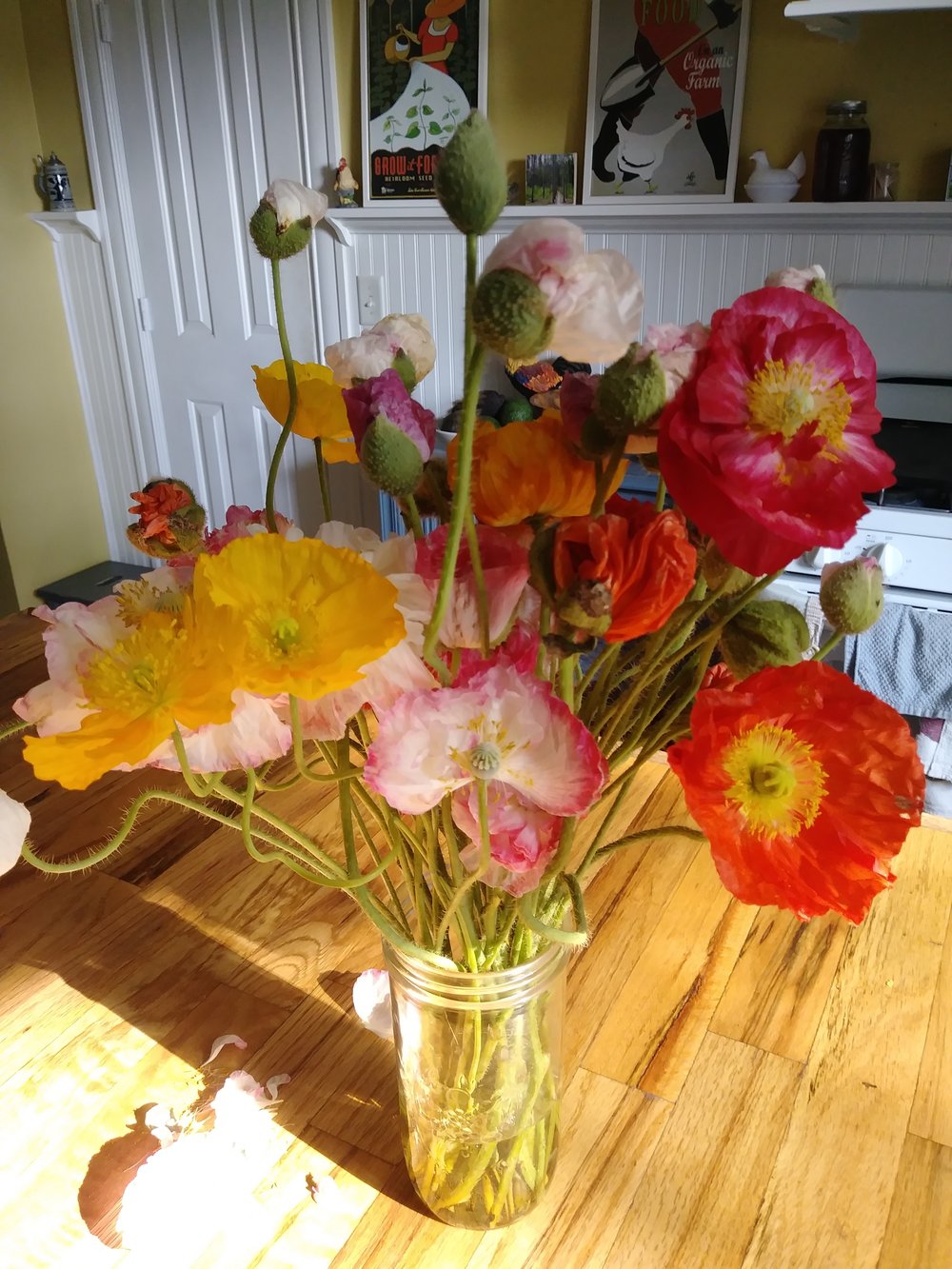 Iceland Poppies and Shirley Double Poppies