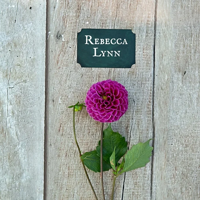 dahlias-26.jpg