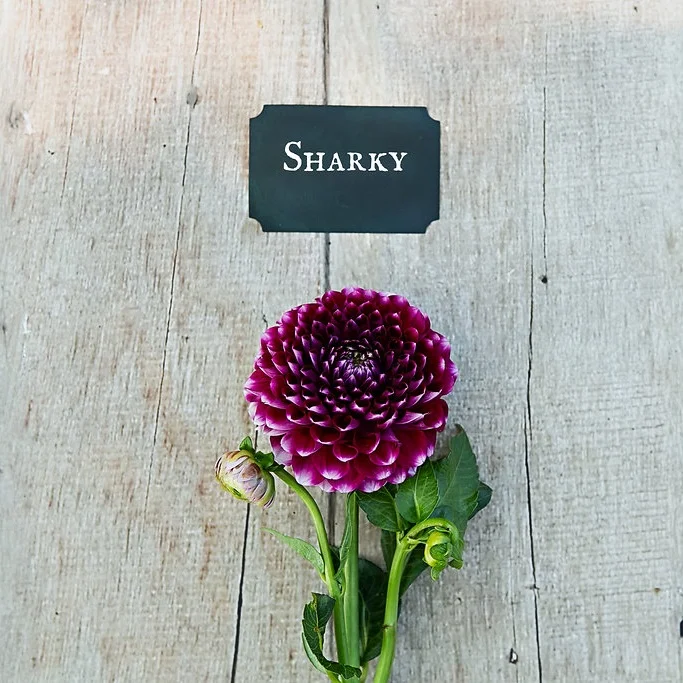 dahlias-29.jpg