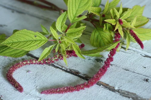 Amaranth