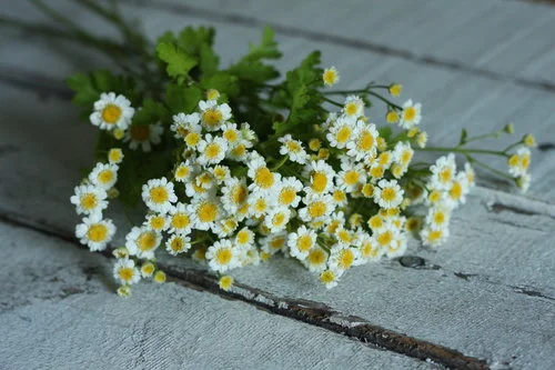 Feverfew