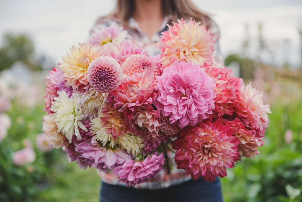 Dahlia
