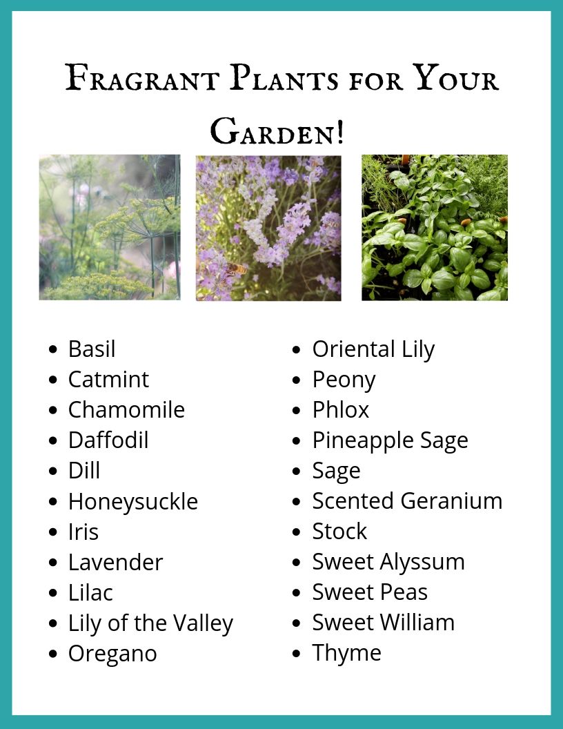 Fragrant Plants to Delight the Senses.jpg