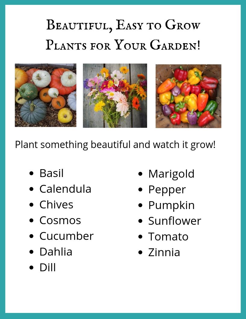 Beautiful Plants for Your Garden! .jpg