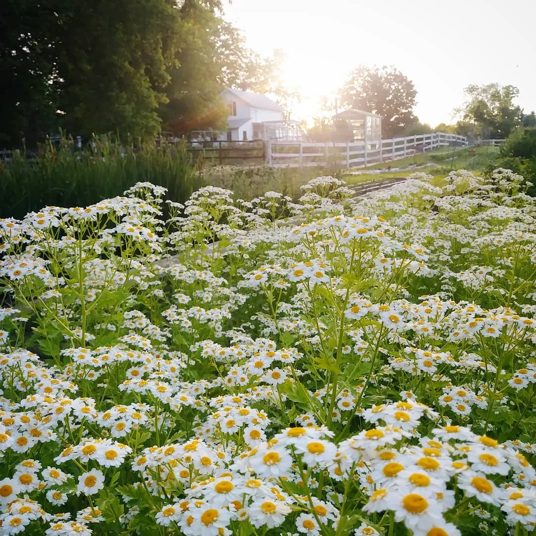 My Top 10 Favorite Cut Flowers 
