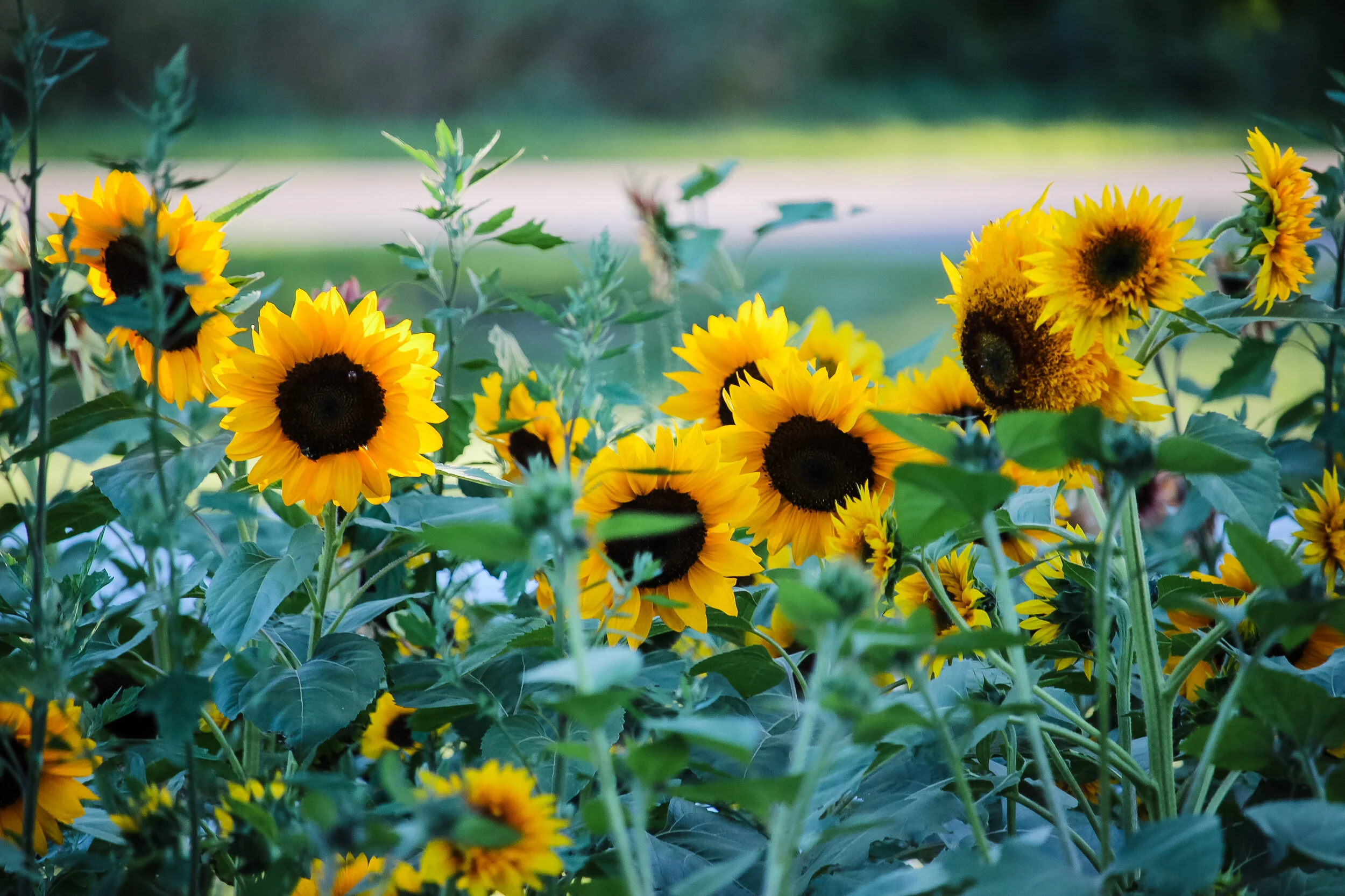 Sunflower Crop