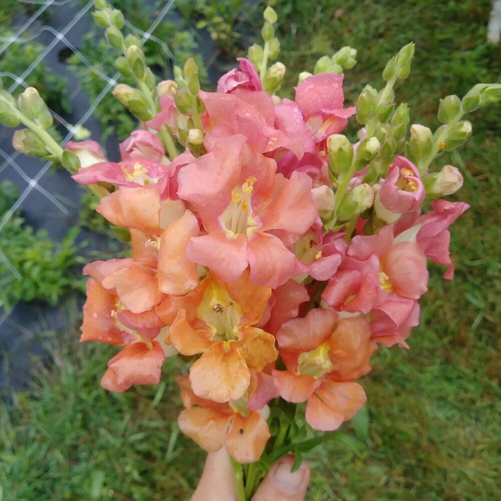 20170824_111009_Burst01.jpg