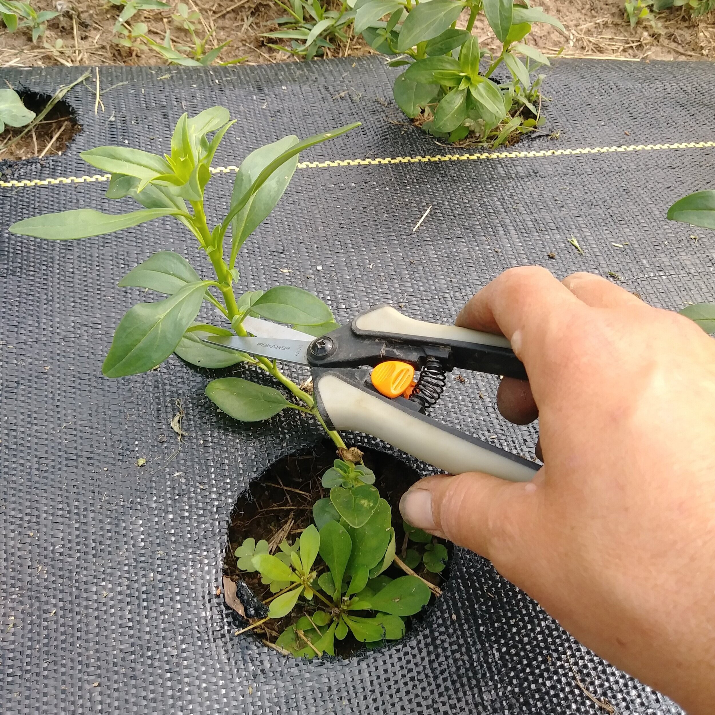 Pruning Techniques to Encourage Growth