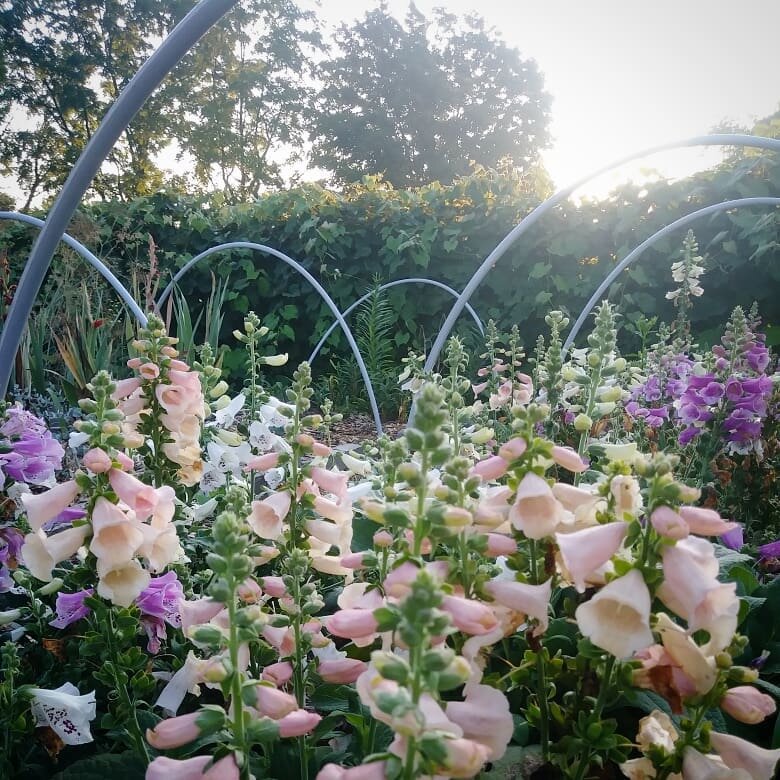 Foxglove
