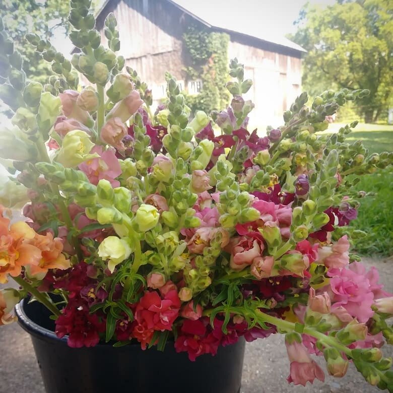 Snapdragons