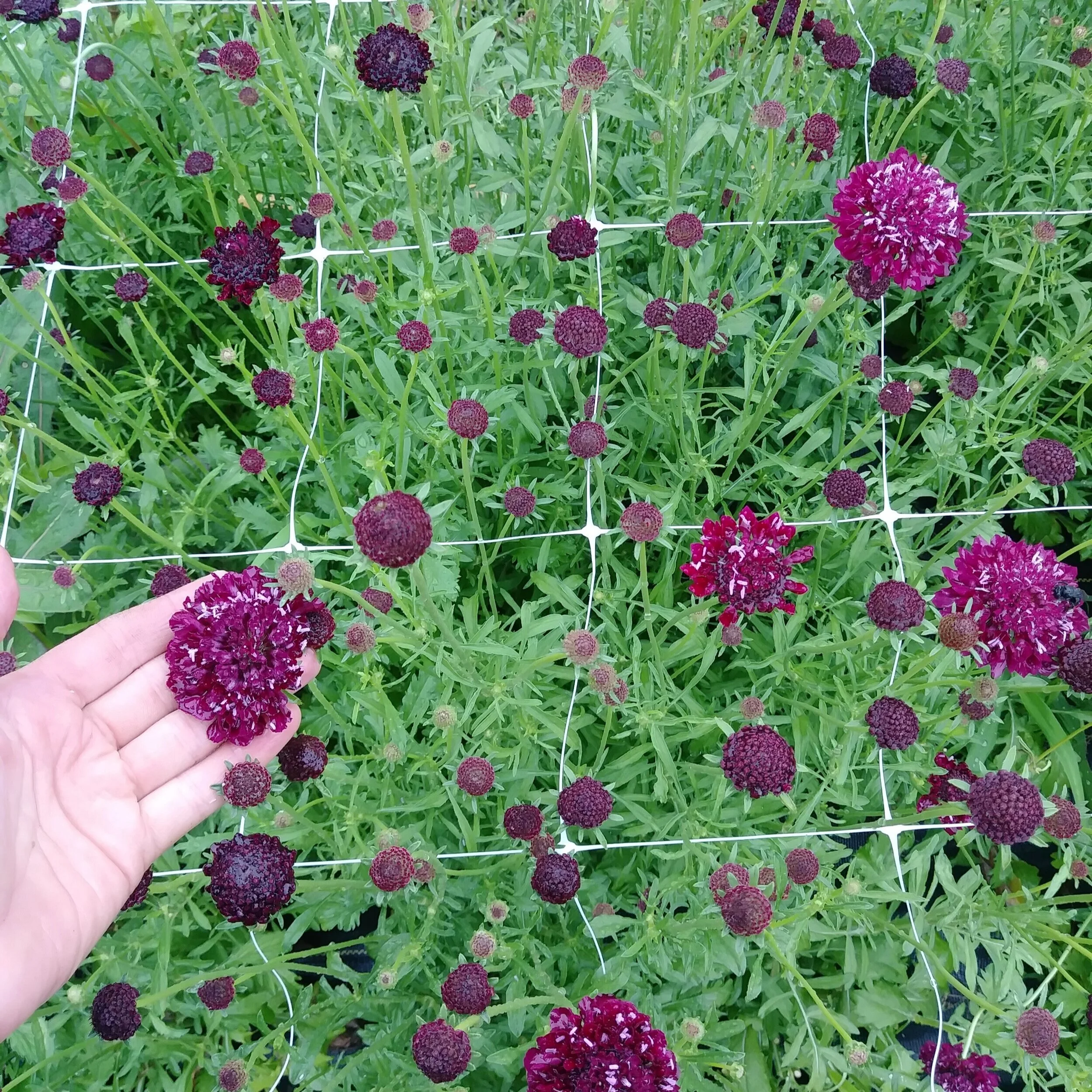 What Are The Different Types Of Scabious? – WHFTWR