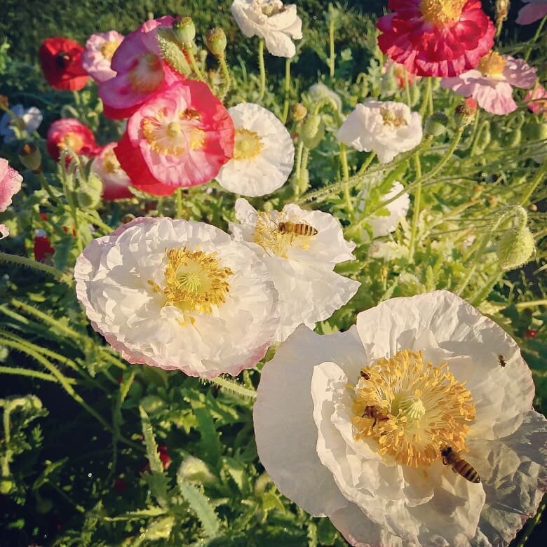 Gardening: Winter is the perfect time to grow poppies, if you