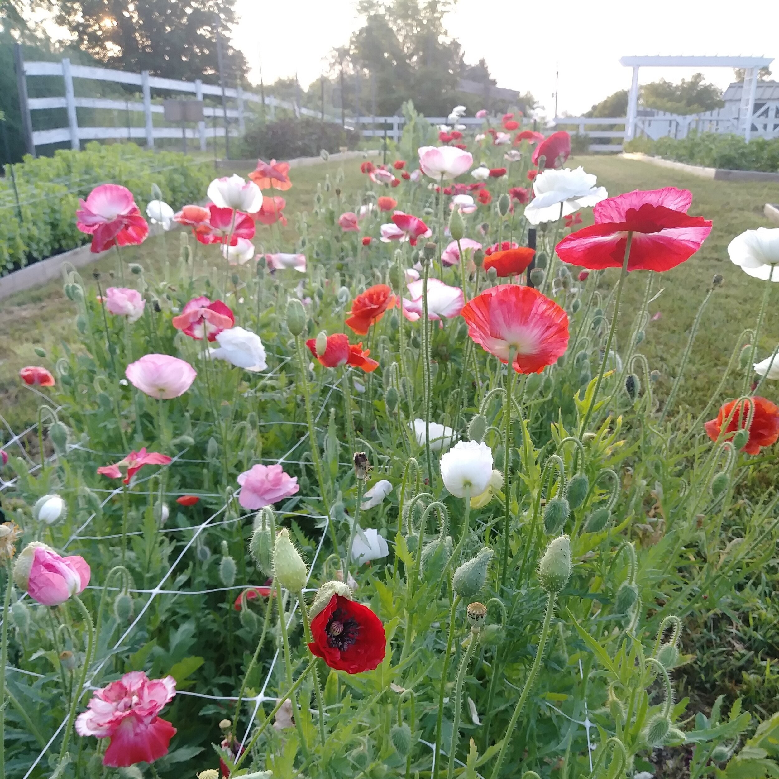 Planting and caring for the common poppy 