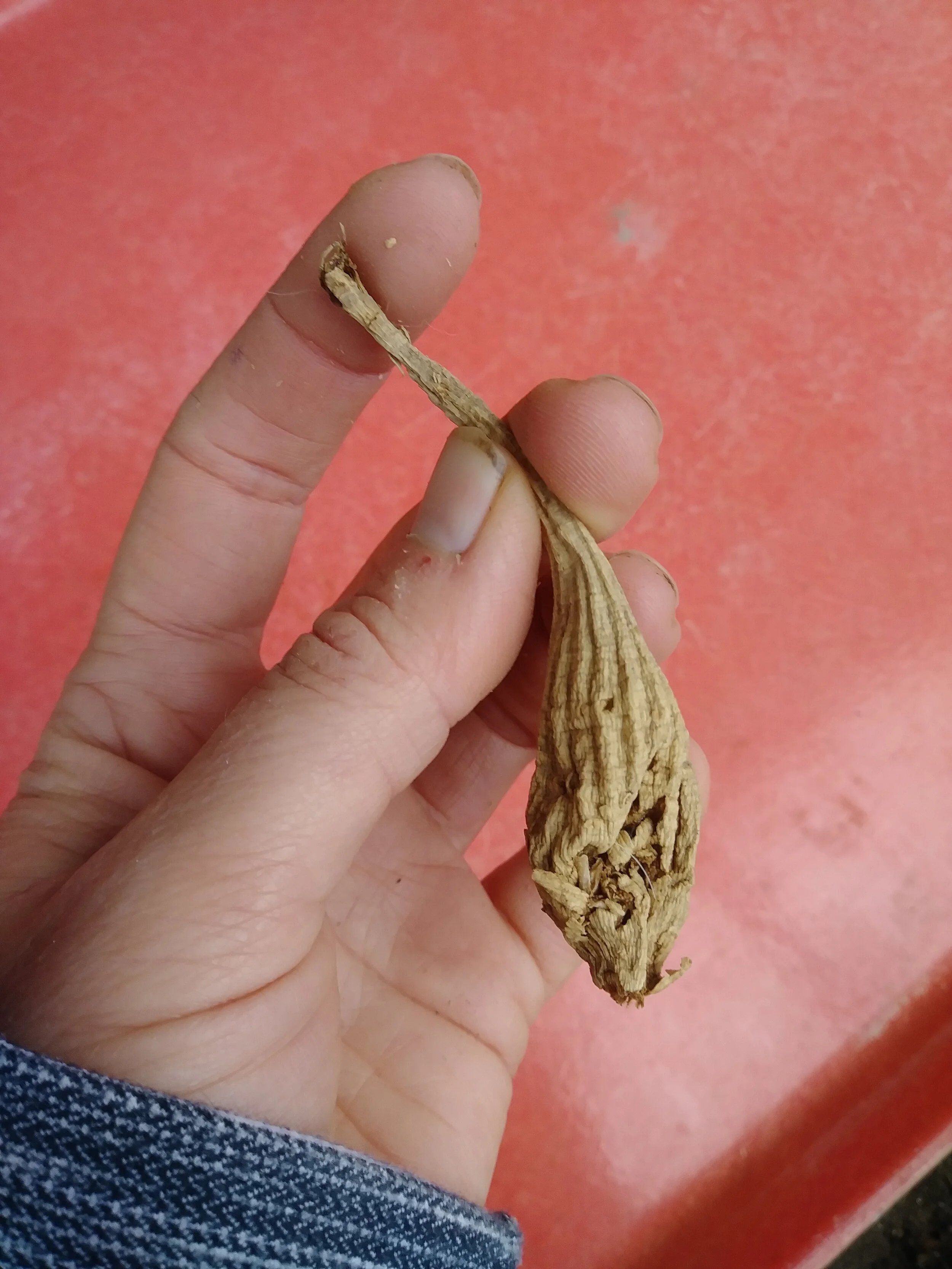 All About Dahlia Tubers — Three Acre Farm