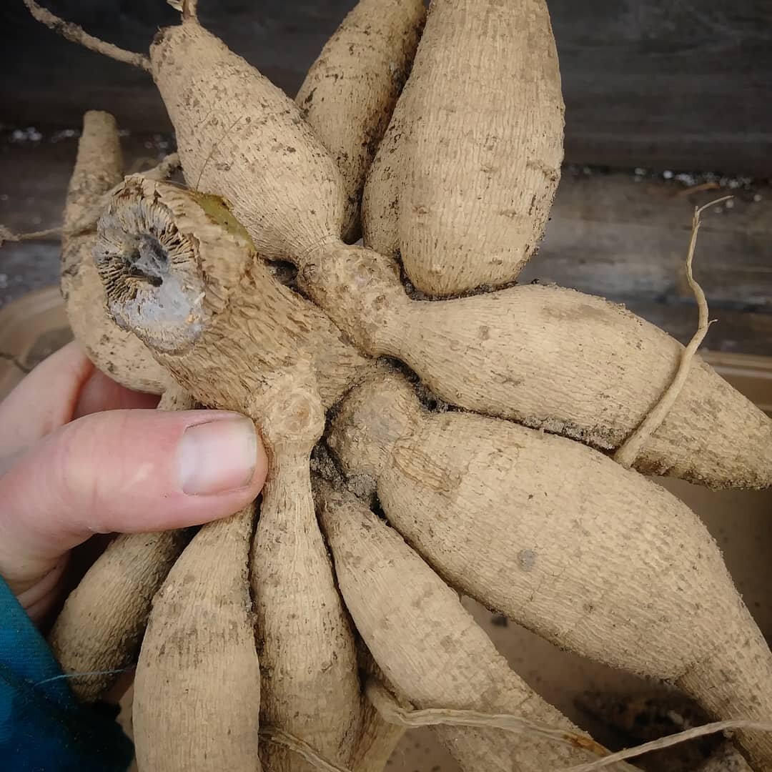 All About Dahlia Tubers — Three Acre Farm