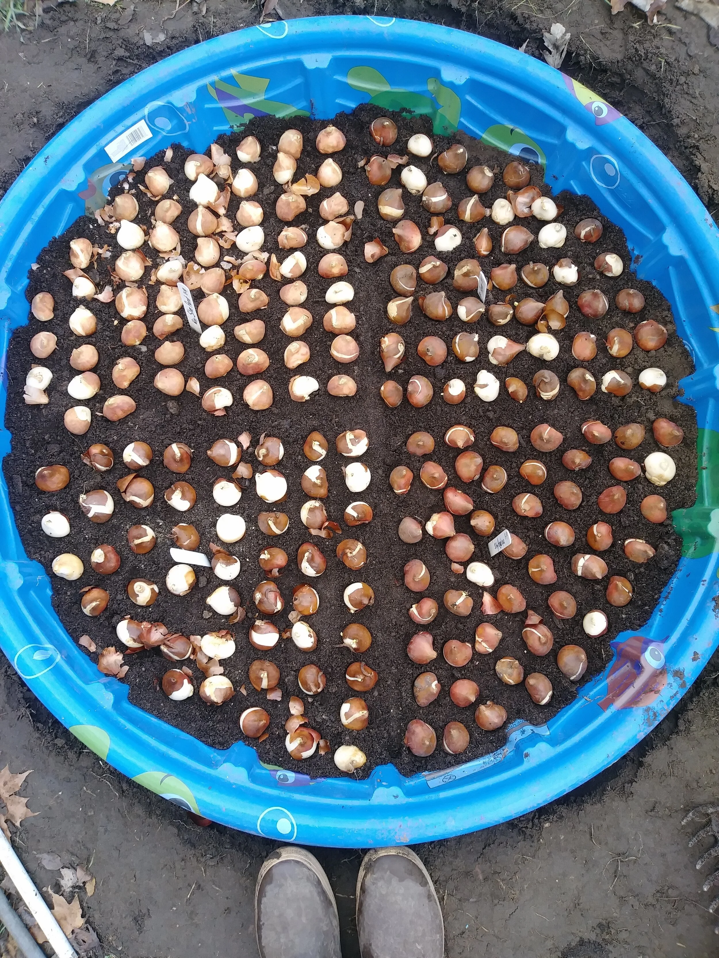 The Great "Kiddie Pool" Tulip Experiment (A.K.A. "Lori vs Voles: Part 3")