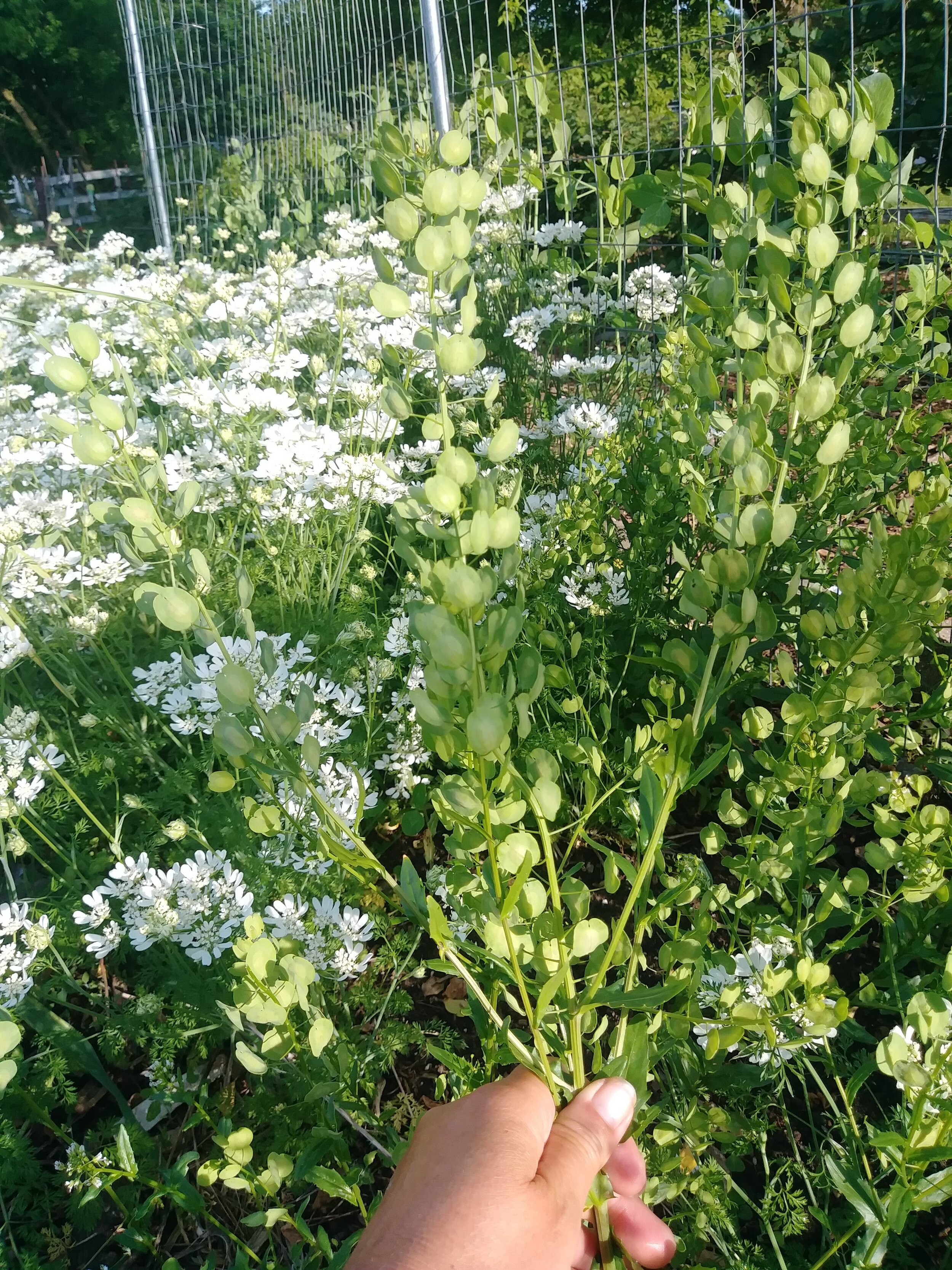 Persian Garden Cress