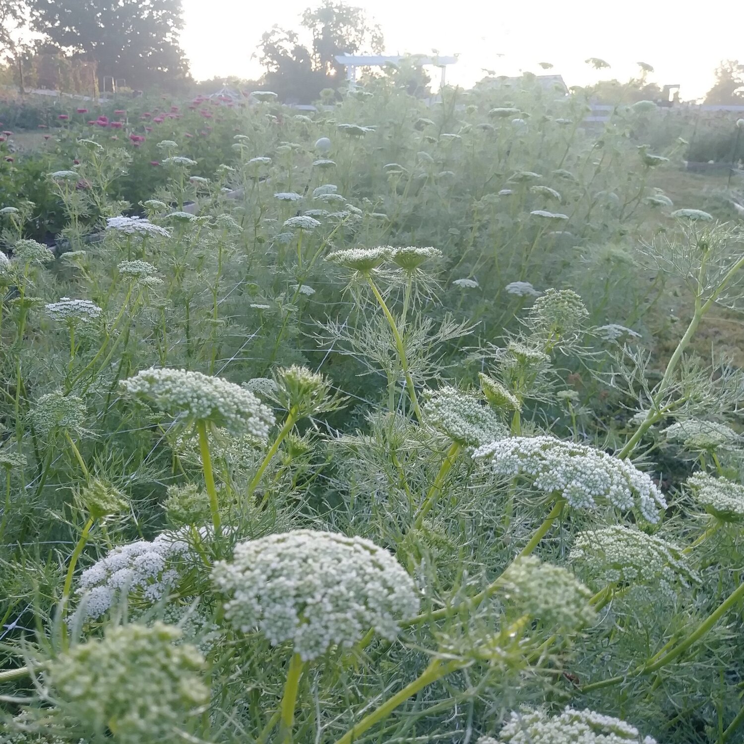 how to grow: ammi (false queen anne's lace) — three acre farm
