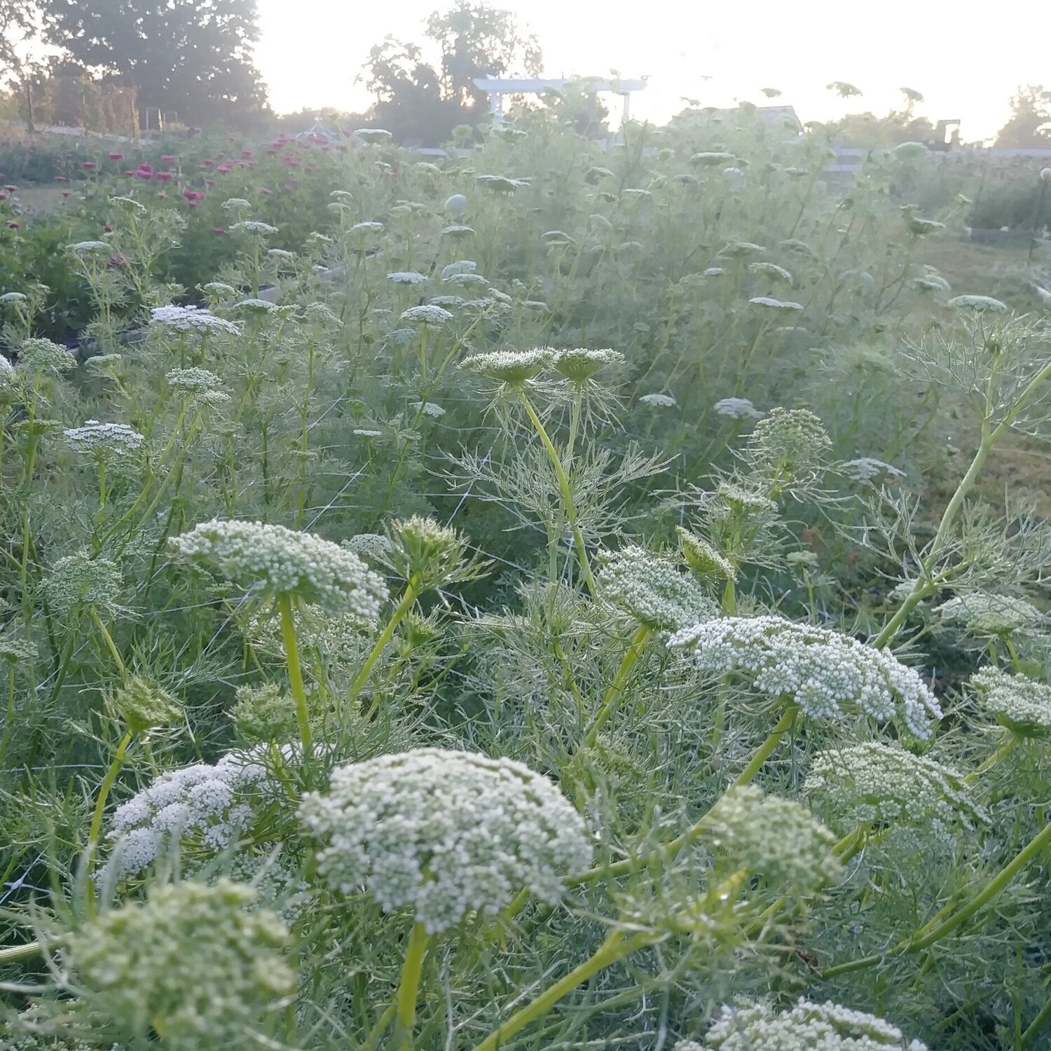 How to Grow: Ammi (False Queen Anne's Lace) — Three Acre Farm