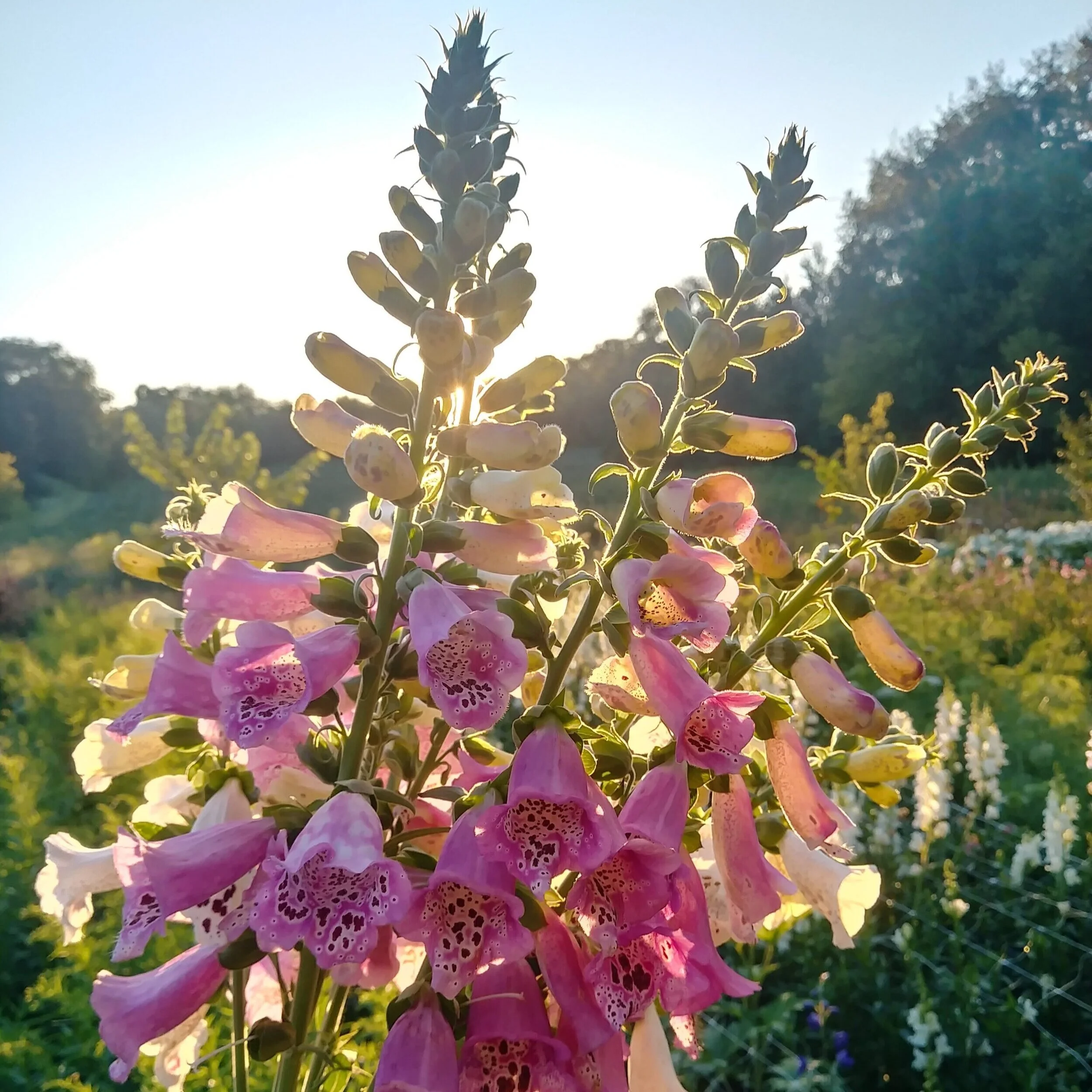 How to Create a New Growing Area