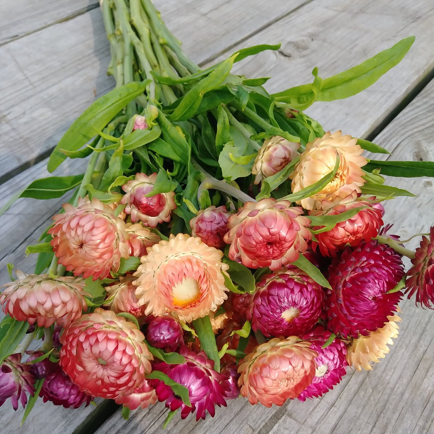 Strawflower Care - Learn About The Growing Conditions For