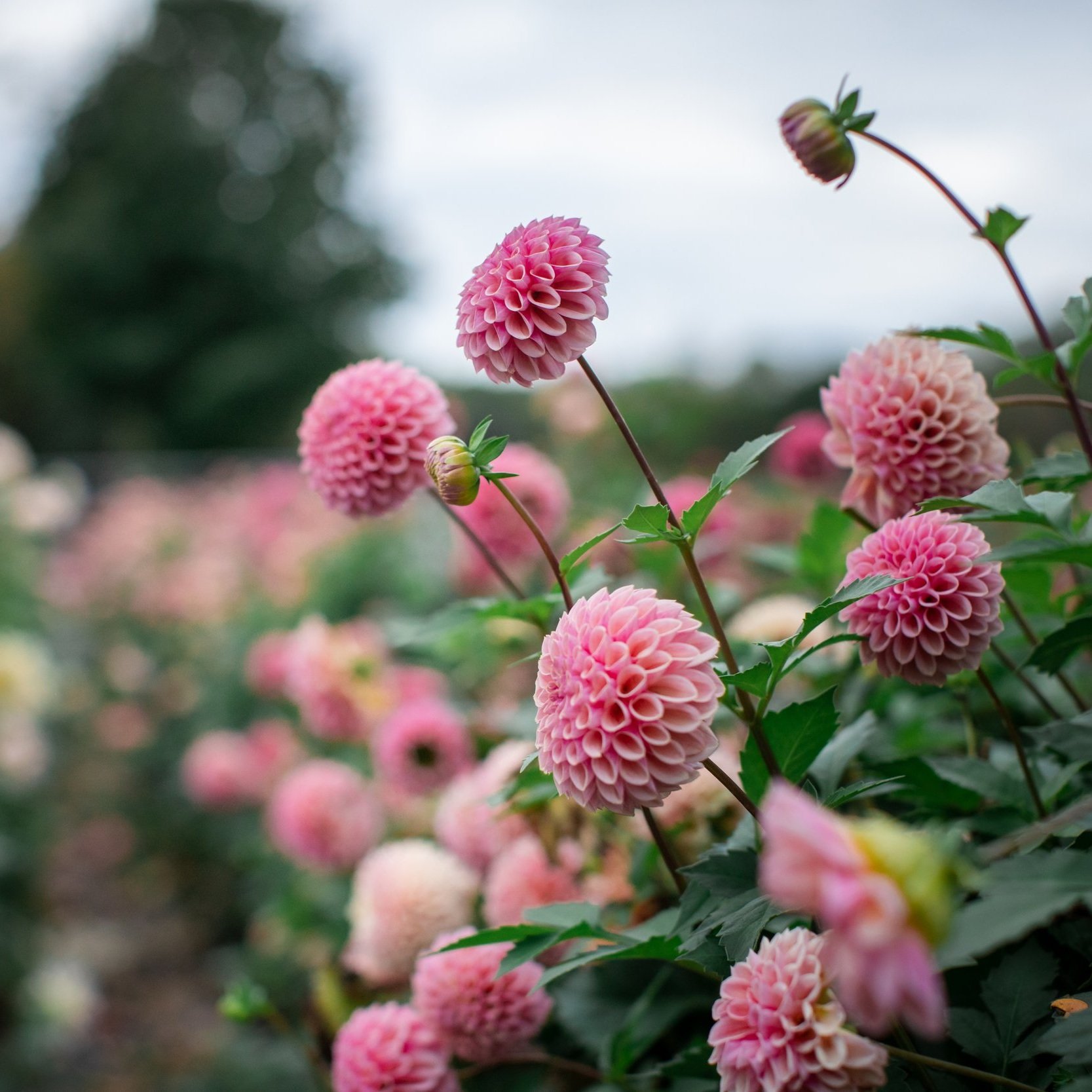 threeacrefarm-2021-90.jpg