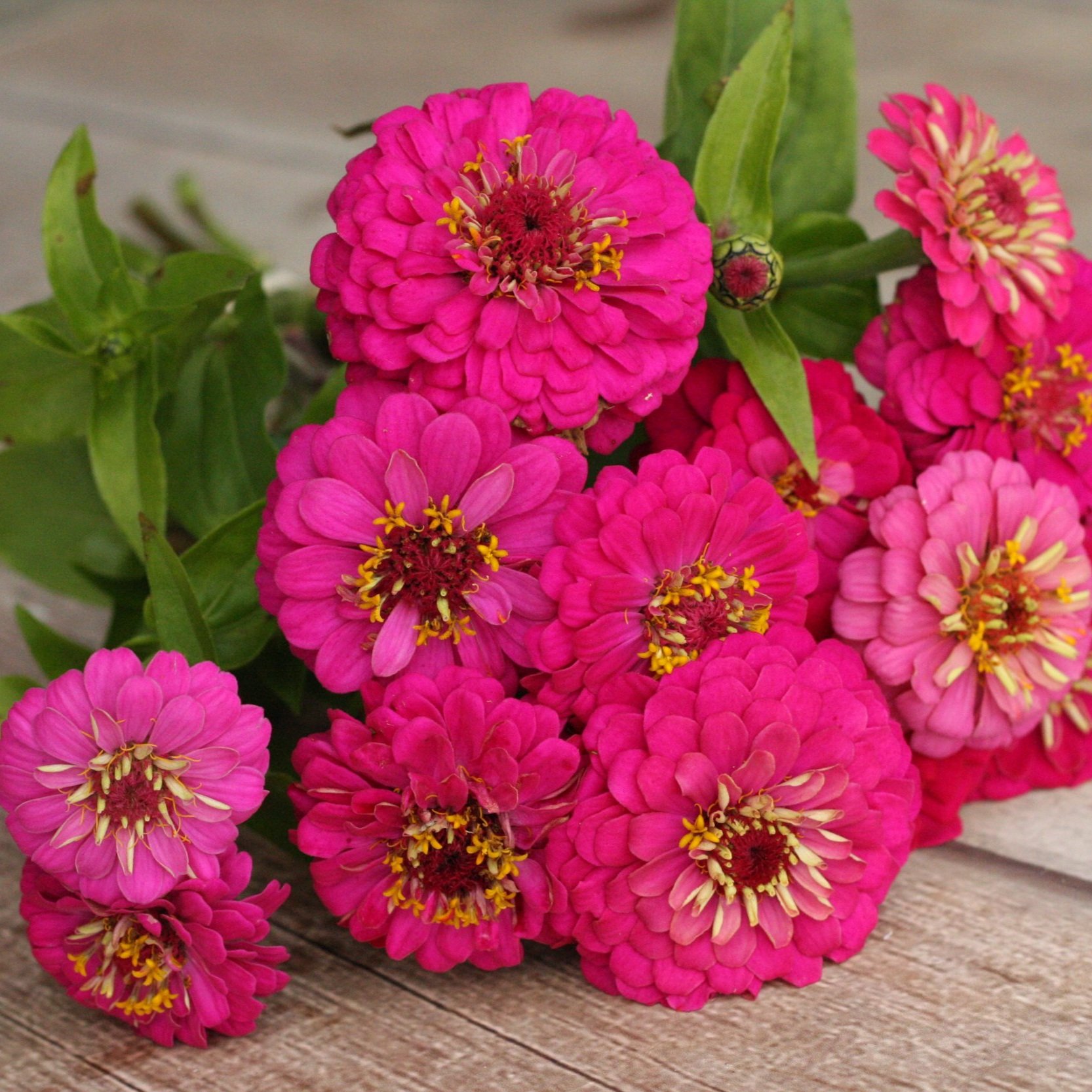 Zinnia 