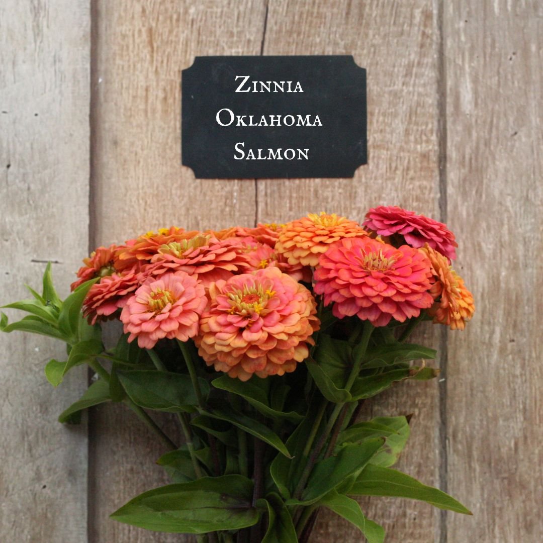 Zinnia Oklahoma Salmon.jpg