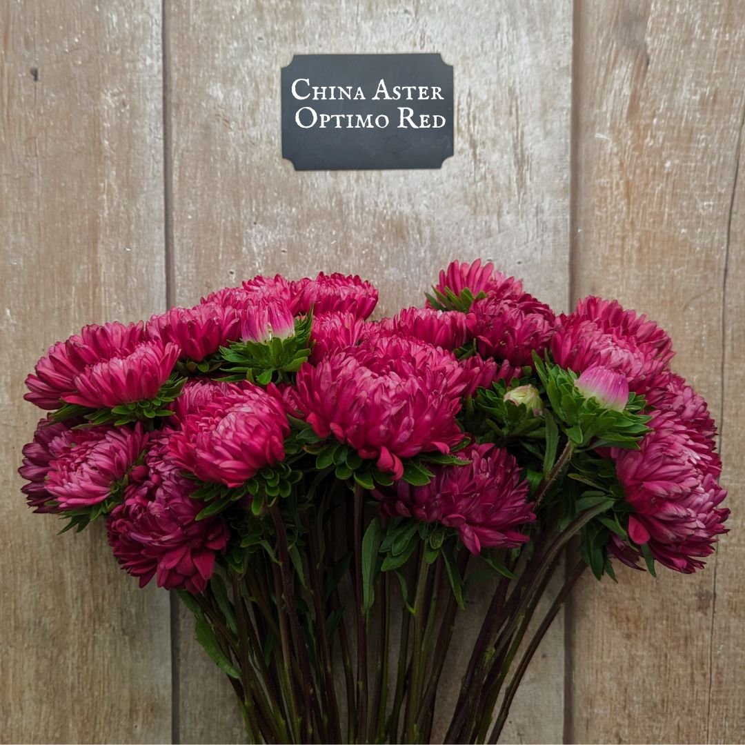 China Aster Optimo Red.jpg