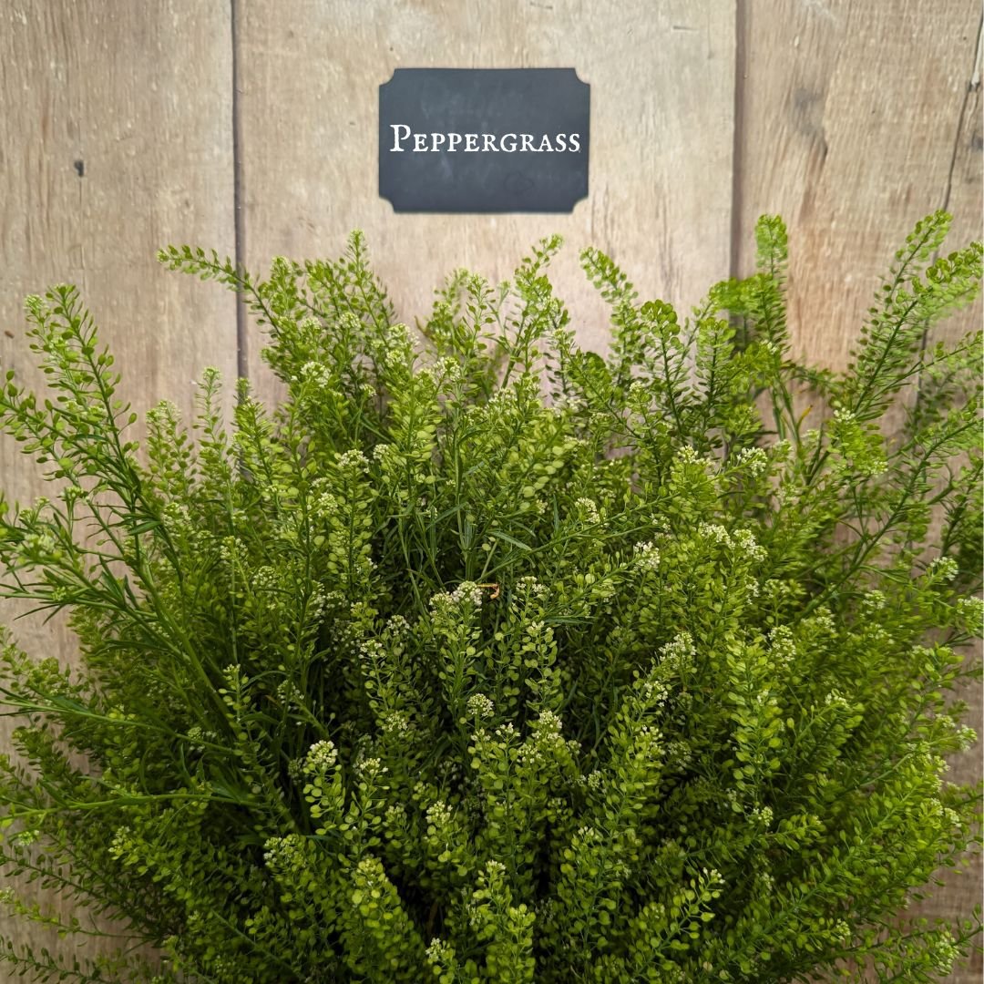 Peppergrass.jpg