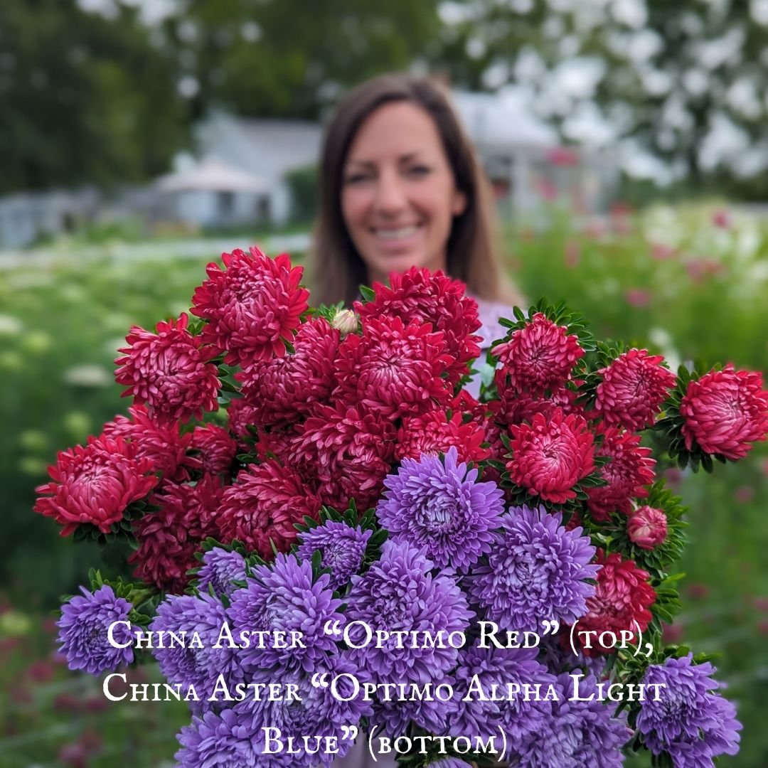 China Aster “Optimo Alpha Light Blue” — Three Acre Farm
